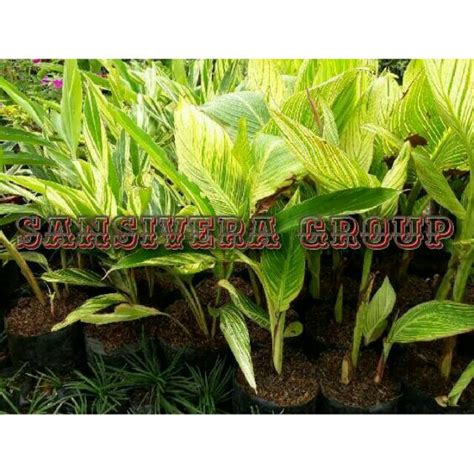 Jual Tanaman Bunga Kana Varigata Kanna Variageta Shopee Indonesia