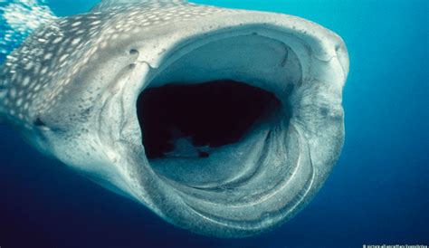 Captan por primera vez a un tiburón ballena comiendo en el fondo del