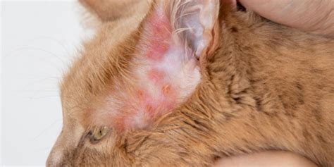 Urticaria In Cats Causes Symptoms And Treatment Cats