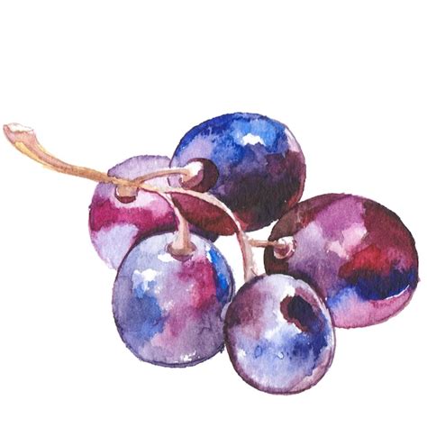 Uvas De Vino Pintadas Con Acuarela Elementos De Dise O De Alimentos