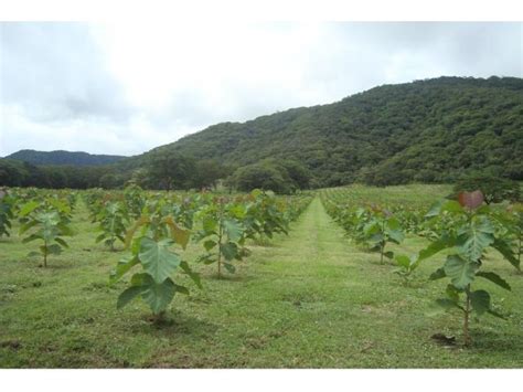 Servicios Y Mantenimiento De Plantaciones Hojancha Mercado Forestal