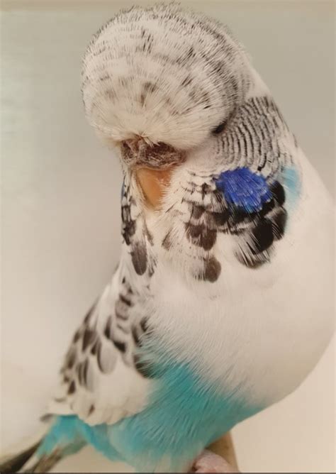 Managing Budgerigar Breeding Stock Retirement - PA2 BUDGERIGARS