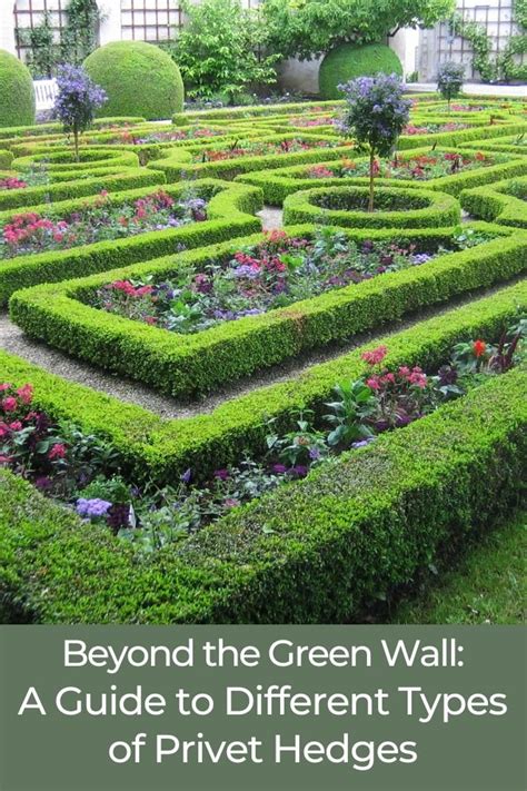 The Green Wall: A Guide to Different Types of Privet Hedges