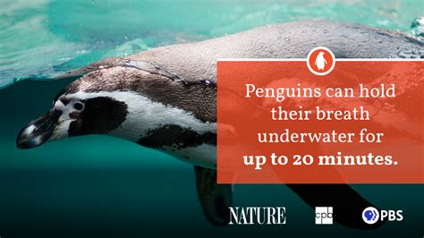 Penguin Fact Sheet Blog Nature Pbs