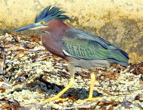 20 Types of Herons: Species, Facts and Photos