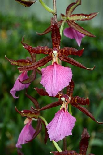 Rhynchostele Bictoniensis Grown By Orchideen Holm Flickr