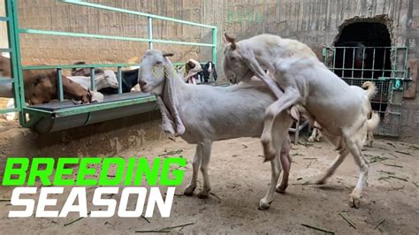 Breeding Season Goats Diets Guide And Precautions Nagra Farm Goat Farming Tips And Ideas Part 2