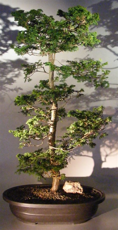 Top Cypress Tree Bonsai Of The Decade Don T Miss Out Earthysai