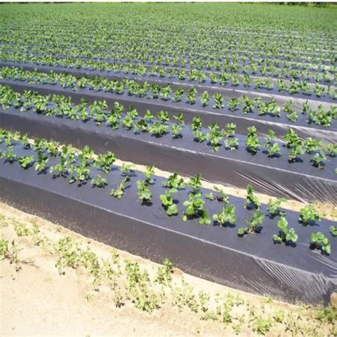 Biodegradable Mulching Film Agricultural Plastic Mulch Film For