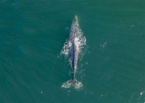 Depoe Bay Whale Watching: Everything You Need to Know About the Whale ...