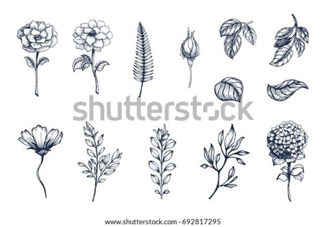 Vector Collection Hand Drawn Plants Botanical Stock Vector Royalty Free 692817295