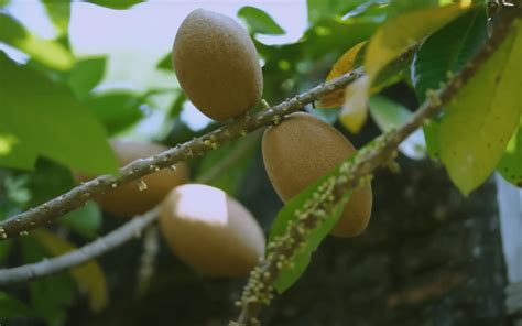 Panduan Budidaya Tanaman Buah Sawo Sampai Panen