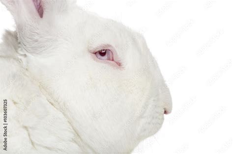 White Flemish Giant Rabbit