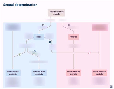 Usmle Repro Embryology Genital Development Uterine Anomalies Diagram