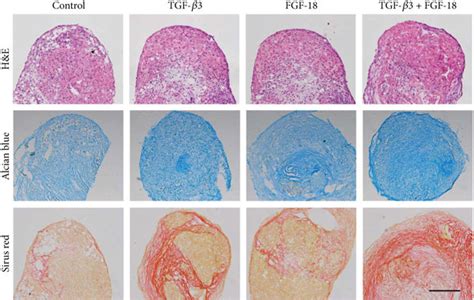 Histological Appearance Of Hmsc Pellets A Hande Staining B Alcian