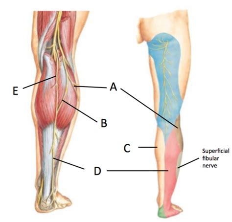 11 13 Lower Limb Neurovasculature 4 3 Flashcards Quizlet