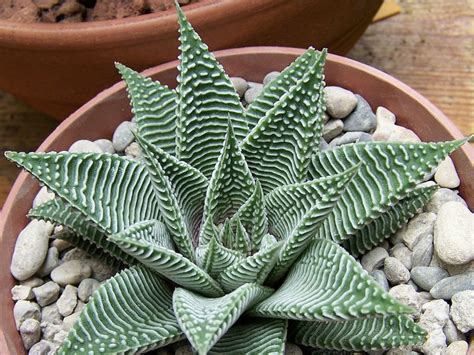 Haworthia Limifolia Alchetron The Free Social Encyclopedia