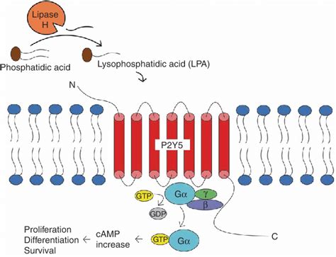 Schematic Depicting Signaling Of Lysophosphatidic Acid Via The P2Y5