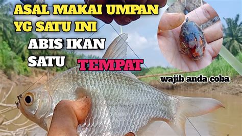 Mancing Tawes Umpan Sawit Peram Memang Joss YouTube