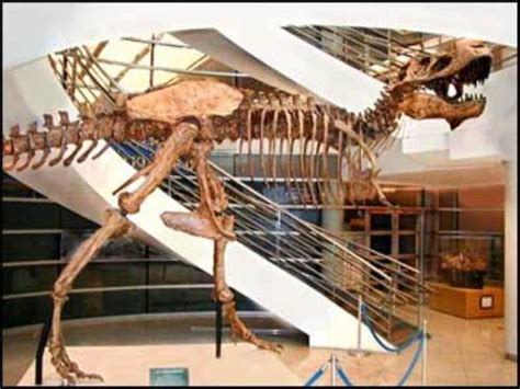 10 Interesting Tyrannosaurus Rex Facts | My Interesting Facts