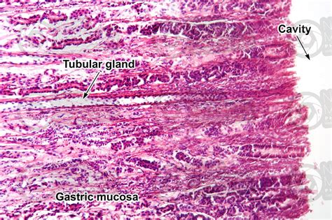 Cow. Abomasum. Transverse section. 125X - Cow - Mammals - Digestive ...