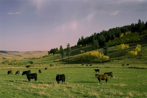 U S Livestock Cme Live Cattle Down But Off Seven Week Lows