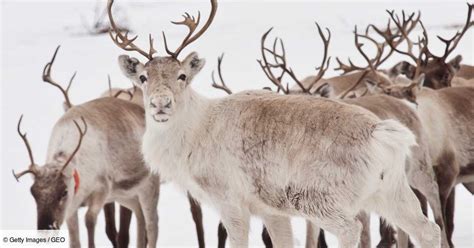 Quelle est la véritable histoire des rennes du Père Noël Geo fr