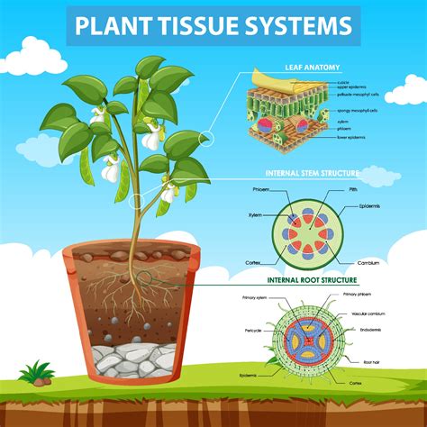 Diagram showing Plant Tissue Systems 3031710 Vector Art at Vecteezy