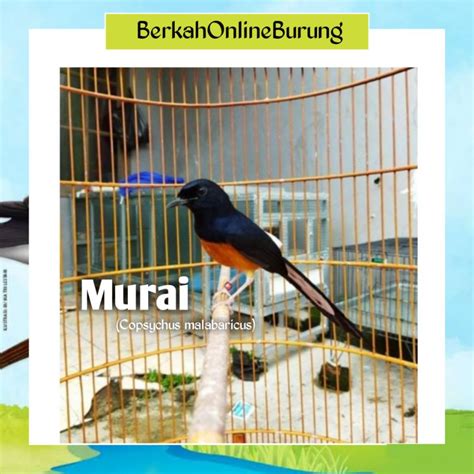 Jual Burung Murai Batu Mh Jantan Rawatan Pilihan Shopee Indonesia