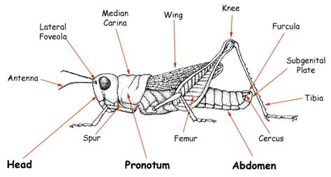 Indentifying Common Grasshoppers of the Western United States