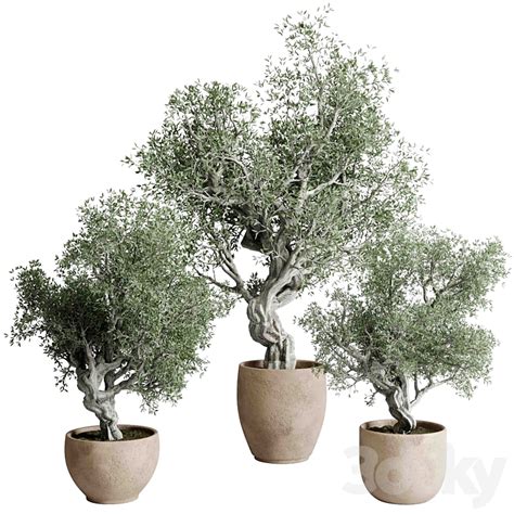 Bonsai olive old tree - indoor Plants 512 - Indoor - 3D model