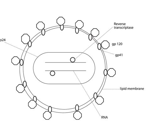 Hiv Virus Diagrams Labeled Diagrams