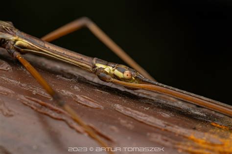 Huananphasma Amicum In April 2023 By Artur Tomaszek INaturalist