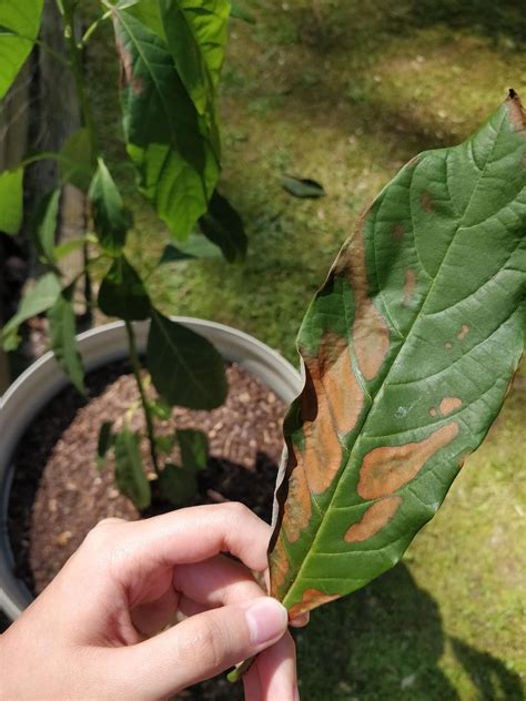 Whats Up With My Avocado Plant I Noticed These Brown Spots A Few Days