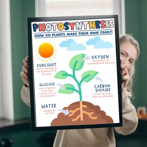 Photosynthesis Anchor Chart Classroom Poster Science Poster Science