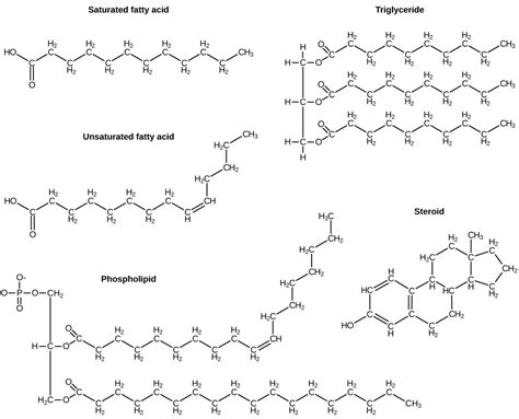 2 3 Biological Molecules Concepts Of Biology 1st Canadian Edition