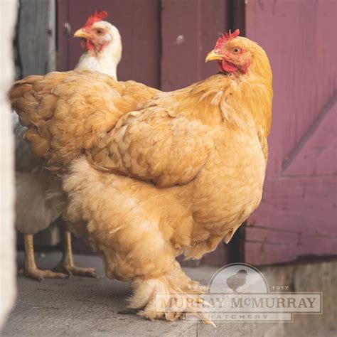 Murray Mcmurray Hatchery Buff Cochins