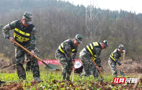 桂阳：700余民兵助春耕 不负农时不负春 郴州 湖南频道 红网