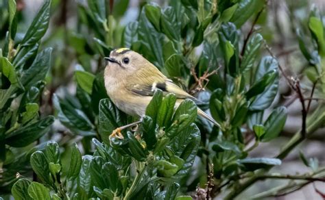 Goldcrest Facts: Identification, Diet, Migration Info etc. - Binocular Base