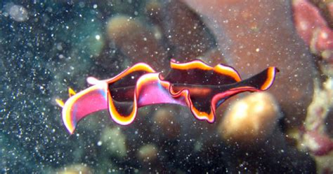 Marine Flatworms The Butterflies Of The Sea Africa Geographic