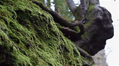 Growing Moss On Rocks Green Moss Growing On The Rocks Against