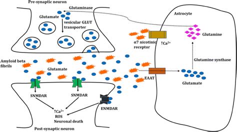 Astrocytes And Excitotoxicity The Pre Synaptic Release Of Glutamate