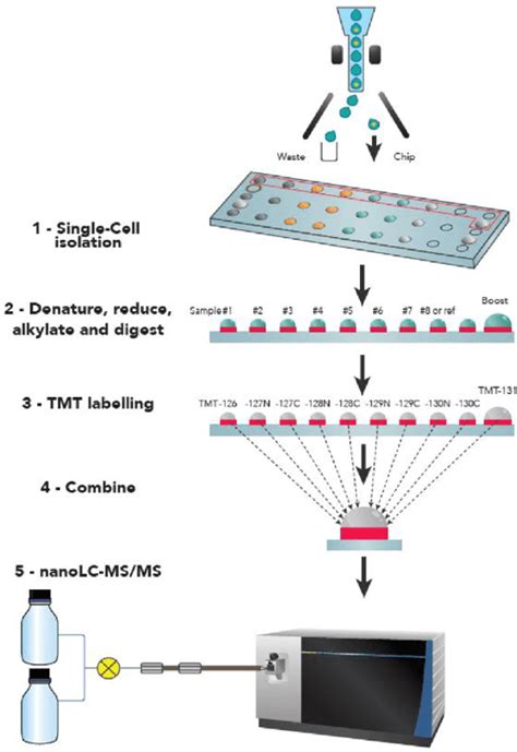 Figure 1 From High Throughput Single Cell Proteomics Enabled By