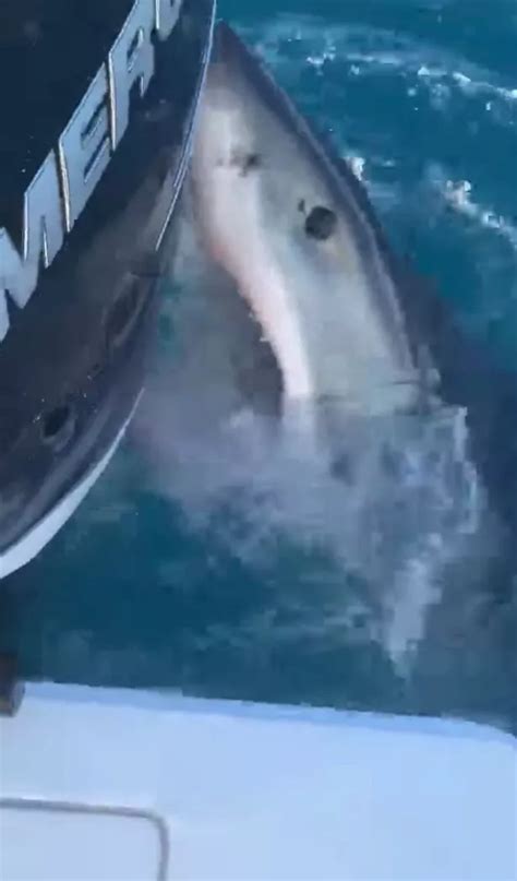 Great White Shark Stroked By Fisherman In Breathtaking Video Before It