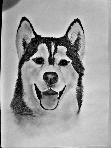 Pencil Husky Dog Drawing Easy - Perangkat Sekolah