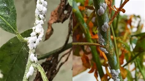 Rimedio Semplice Con Aceto Per Eliminare La Cocciniglia Cotonosa Dalle