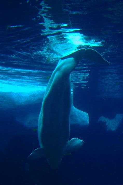 SeaWorld Beluga Whale by kittysutherland on DeviantArt