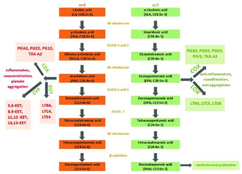 Schematic presentation of the PUFAs pathway ω 3 omega 3 fatty acids