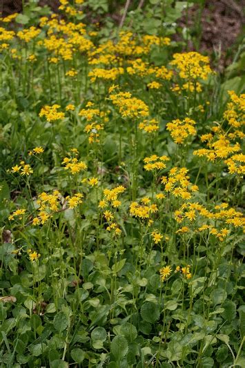 Round Leaf Ragwort Kent Conservation District