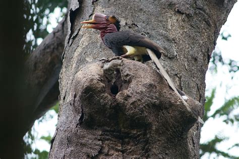 Helmeted Hornbill - มูลนิธิศึกษาวิจัยนกเงือก - Thailand Hornbill ...